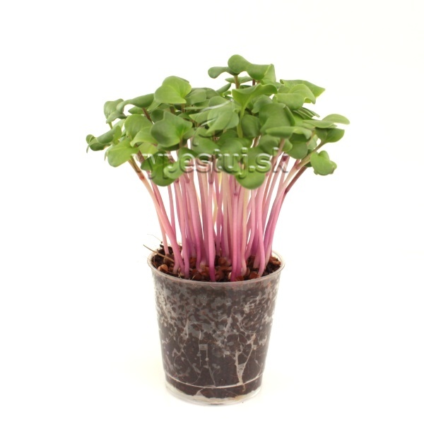 Reďkovka s ružovou stonkou na mikrozeleninu 100 g